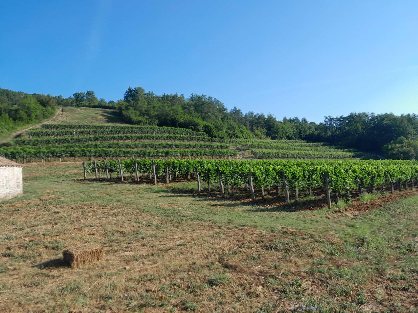 Vina Černeka