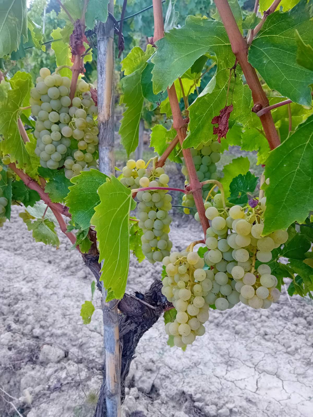 Vina Černeka