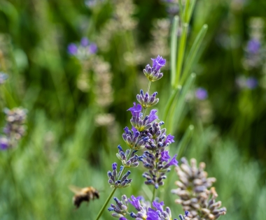 Javni poziv za dodjelu potpora u poljoprivredi i poduzetništvu za 2025. godinu